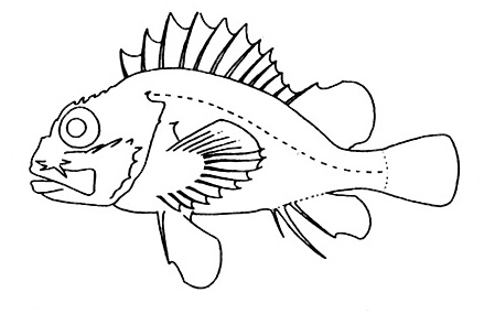 Representative of the Scorpaenidae family (Gosline & Brock, 1960, fig. 100)